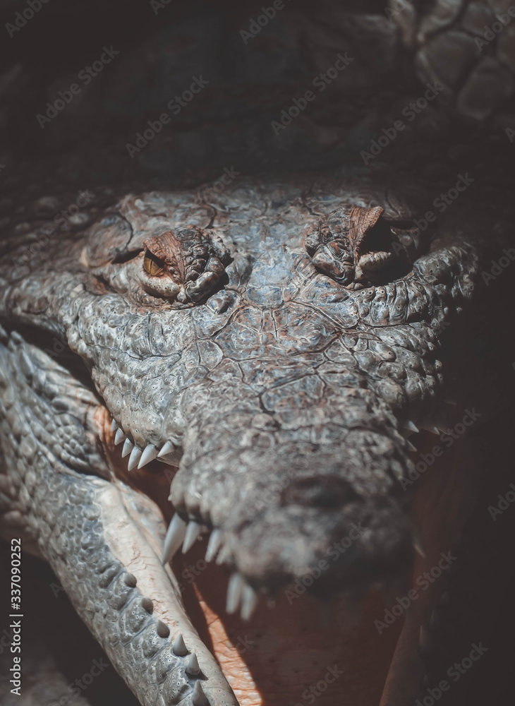 Fototapeta premium close up of a crocodile