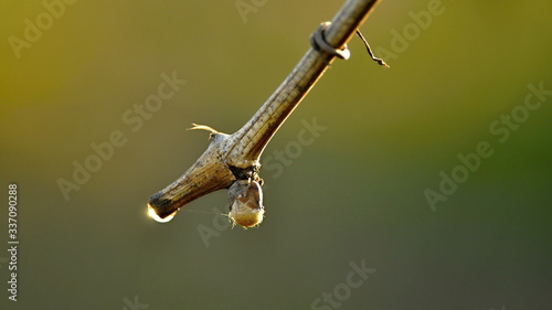 water drop on a vine branch