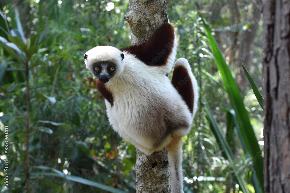 Obraz premium Verreaux's sifaka (white sifaka), Madagascar