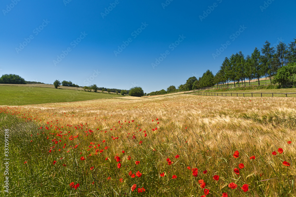 Getreidefeld im Sommer