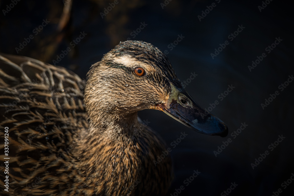 Female mallard bird just after dive in sunlight Female mallard bird just after dive in sunlight