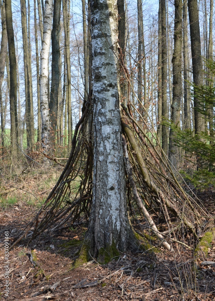 Obraz premium Tippi aus Zweigen im Wald