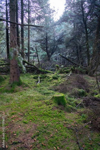 Irish Idyllic forest with it's magical green trees, moss, cones and plants. Wet conditions during spring. Selective focus, close up, narrow deep of field