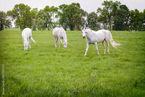 białe konie na zielonej trawie