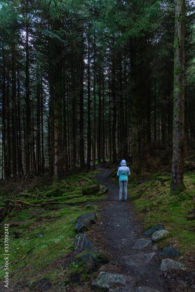 Back view of a young woman hiking alone in Irish forest. Hiking girl is walking in gloomy mystical and dark forest - thriller scene. Wide-angle lens.