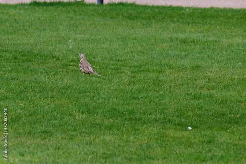 Song Thrush (Turdus philomelos), Queen's University, Belfast, Northern Ireland, UK © Francesco