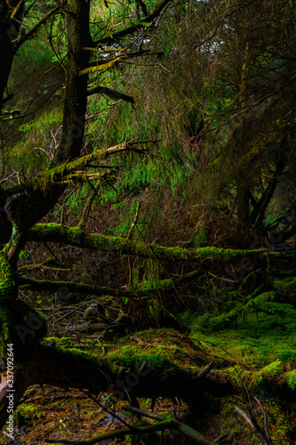 Irish Idyllic forest with it s magical green trees  moss  cones and plants. Wet conditions during spring. Selective focus  close up  narrow deep of field