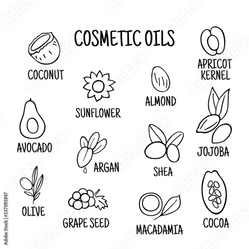 Cosmetic oils. Nuts from which squeeze oils. Nourishing oils for skin beauty. Vector icons