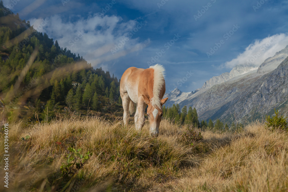 Horse grazing in an autumnal mountain landscape.