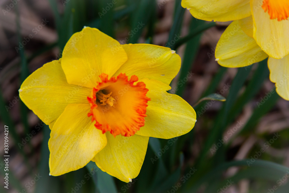Spring Time Daffodils Spring Time Daffodils