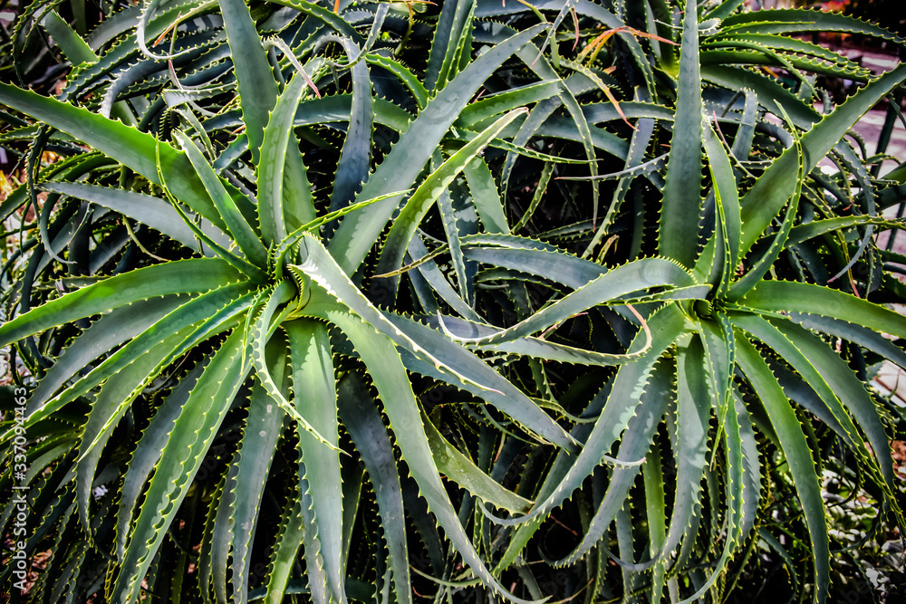 Big green cactus closeup look in botanic garden. Big green cactus closeup look in botanic garden.