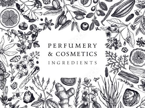 Hand drawn perfumery and cosmetics ingredients banner. Decorative background with vintage aromatic plants, fruits, spices, herbs for perfumery. Organic cosmetics design template.