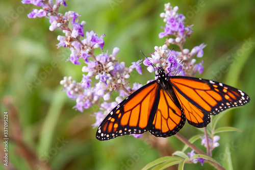 monarch butterfly on chaste tree