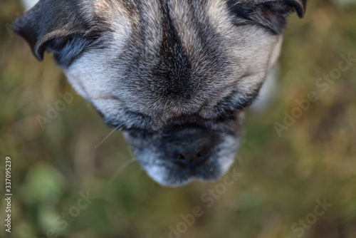 looking down at a pug head