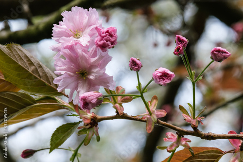 Japanese Cherry (Prunus serrulata), Botanical Garden, Belfast, Northern Ireland, UK
