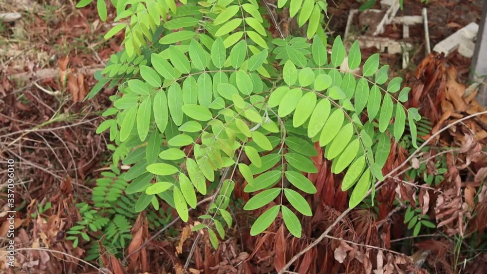 The leaves that fly with the wind The leaves that fly with the wind
