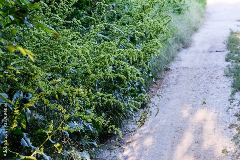 Obraz premium Rumex confertus. Horse sorrel on the side of a rural road.