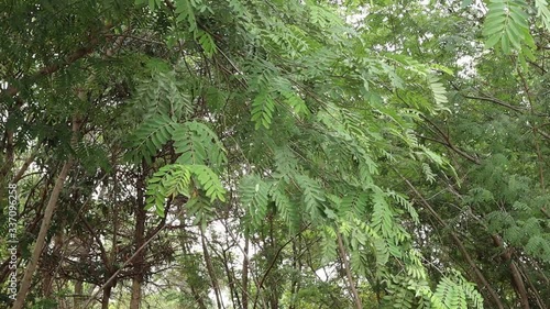 The leaves that fly with the wind