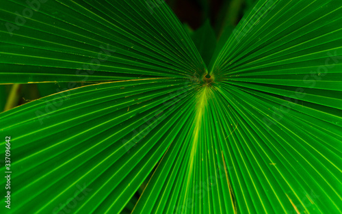 big green leaf in the tropics