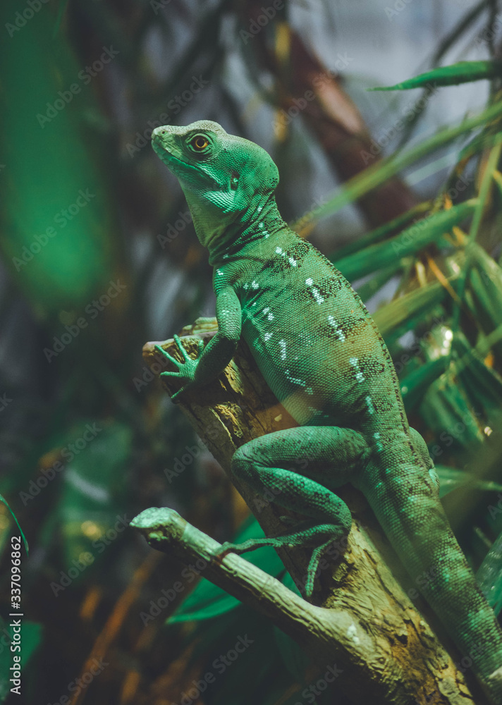 Fototapeta premium green lizard on a branch