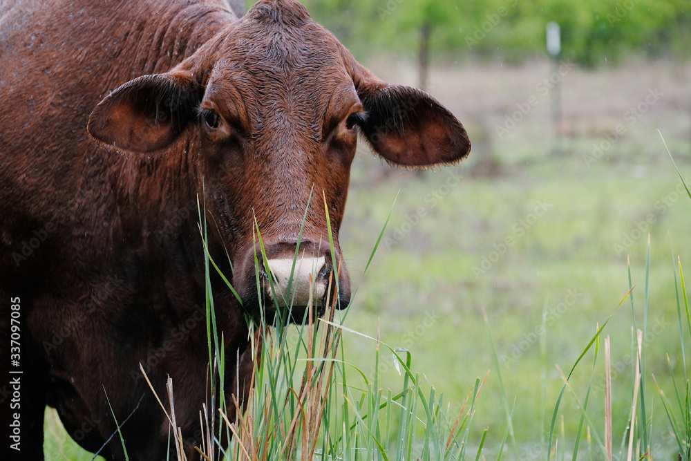 Santa Gertudis cow in rain close-up looking at camera, copy space on blurred spring field background. Santa Gertudis cow in rain close-up looking at camera, copy space on blurred spring field background.