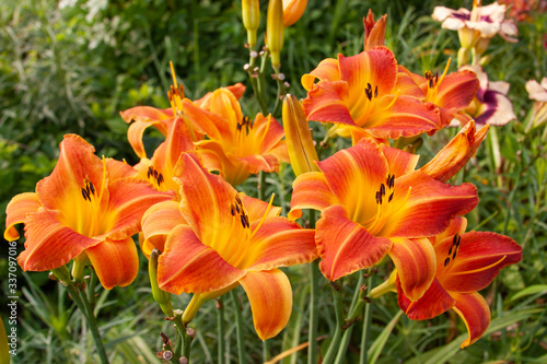 orange daylily group