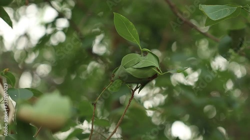 The ant's nest that uses the leaves on the tree