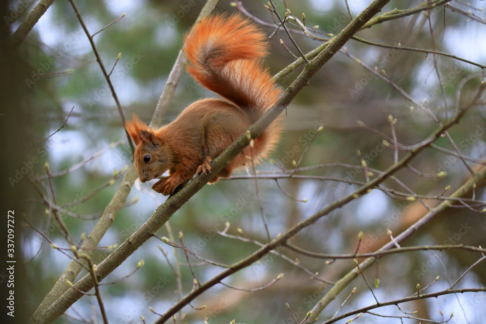 Wild squirrel eating a walnut, spring, Warsaw suburbs, Poland