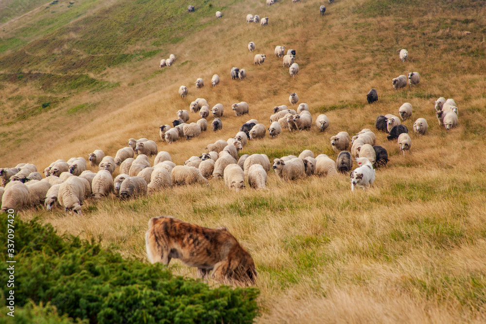 Fototapeta premium A flock of sheeps grazing in the highlands.