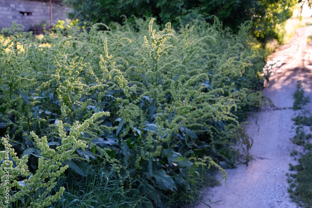 Rumex confertus. Horse sorrel on the side of a rural road. Rumex confertus. Horse sorrel on the side of a rural road.