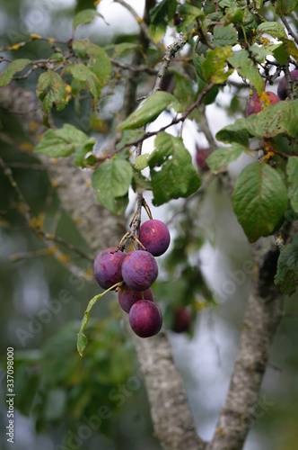 Plum fruit with black dots on a old tree. Selective focus