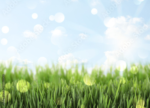 Fresh green grass on sunny day. Spring season