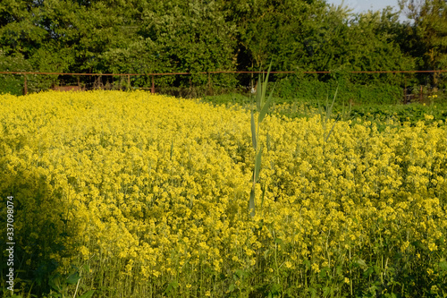 Rapeseed blossom in garden in spring. Blooming siderat rapeseed. photo