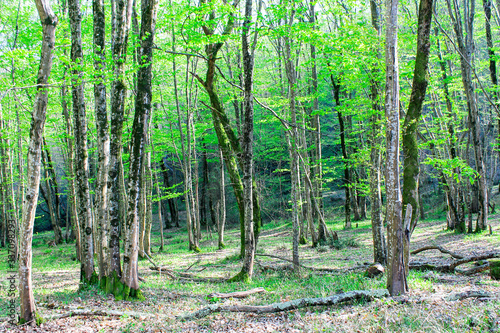  LARGE TREES WITH MOSS AND GREEN LEAVES GROW IN A FOREST grove IN A GLAND IN THE RAYS OF THE SUN