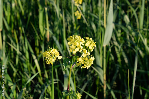 Rapeseed blossom in garden in spring. Blooming siderat rapeseed. photo