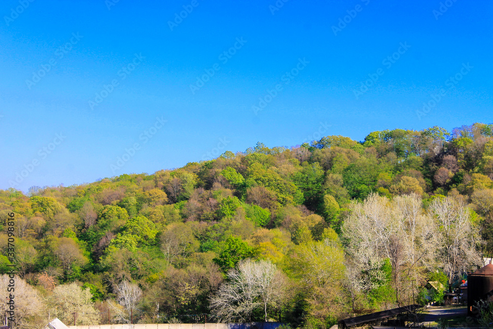 Mountain covered with forests of green trees against a blue sky