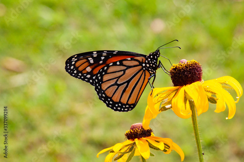 monarch butterfly on flower © fgsmiles