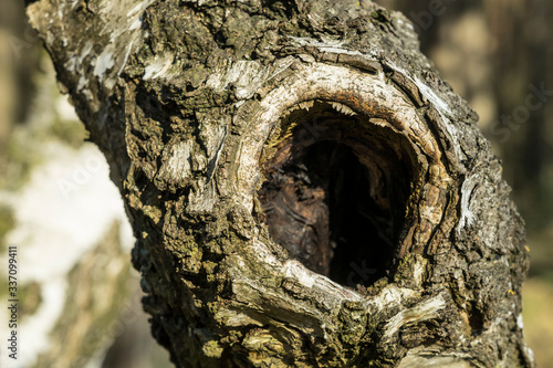 bark of a birch