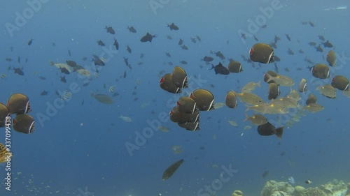 School of redtail butterflyfish swimming in the sea. Indian ocean, Maldives. 4K photo