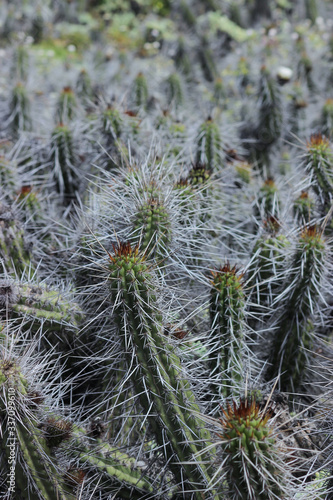 cactus en al naturaleza 