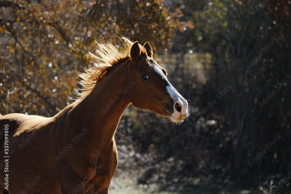 Fototapeta premium Fresh horse running through rural landscape in morning light.