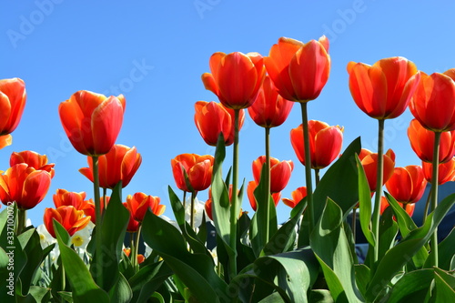 beautiful field of red tulips in holland  with blue sky background