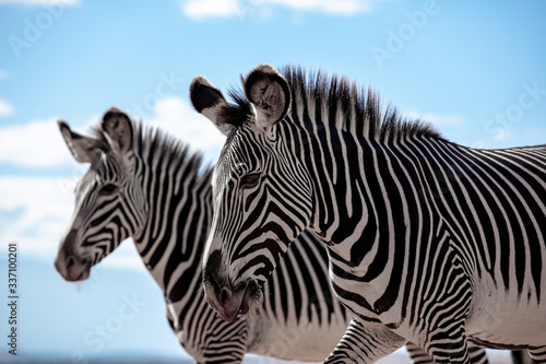 Fototapeta Naklejka Na Ścianę i Meble -  Grevy's zebra in the wild