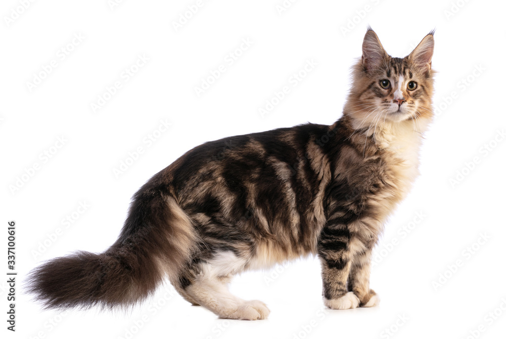Young Maine coon