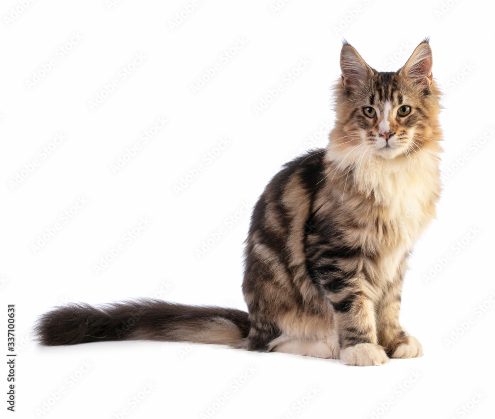 Young Maine coon sitting