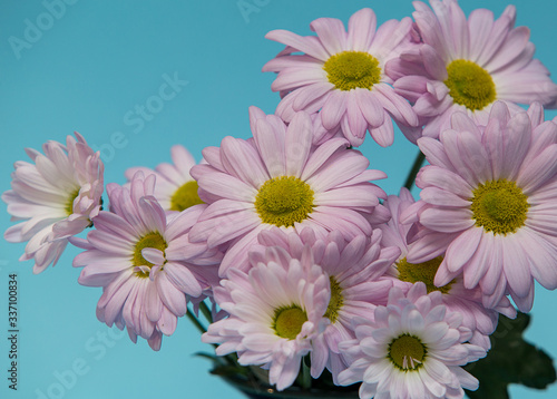pink chrysanthemums with yellow core on a blue background