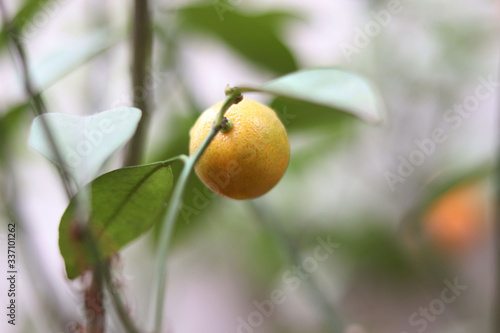 tangerines on a branch in the garden