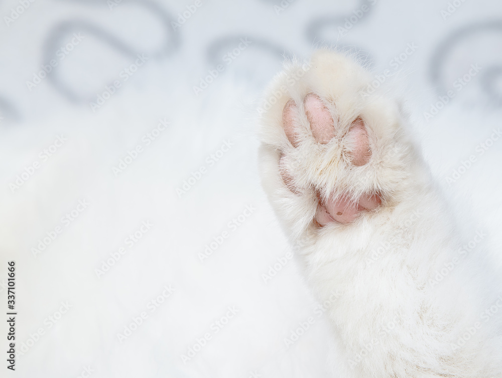 Beautiful white Angora cat. Fluffy and big pet. Beautiful white Angora cat. Fluffy and big pet.