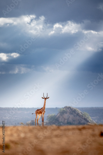 Garanuk antelope