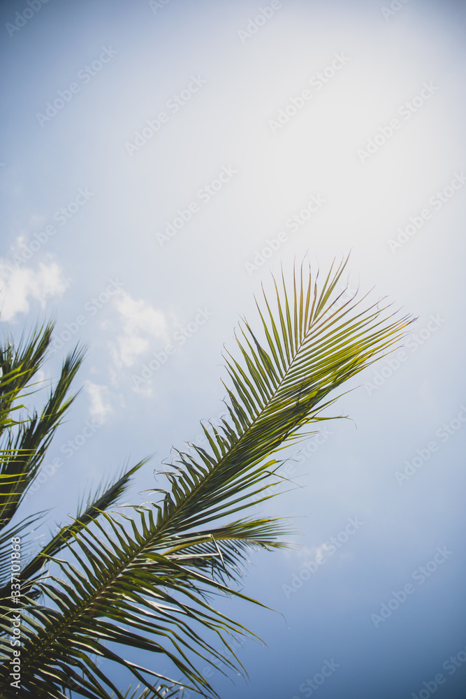Green palm tree branches on bright blue sky background vertical Green palm tree branches on bright blue sky background vertical